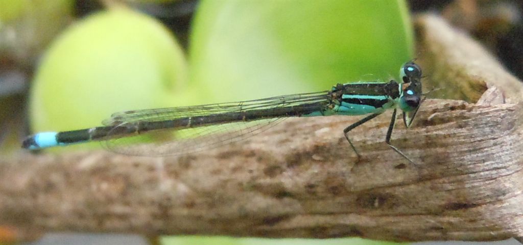 Ischnura elegans